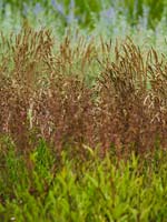 PHOTO: Green Roof