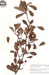 PHOTO: Herbarium specimen