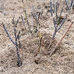 PHOTO: Mulch on roses