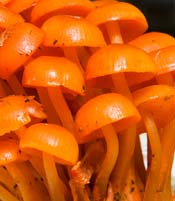 PHOTO: orange mushrooms