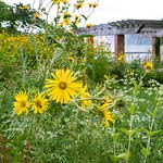 PHOTO: Native Plant Garden