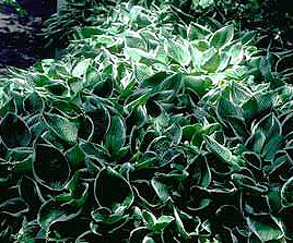 PHOTO: hosta