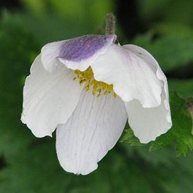 PHOTO: Anemone 'Wild Swan'