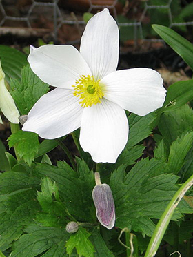 PHOTO: Anemone 'Wild Swan'