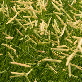 Bouteloua gracilis 'Blonde Ambition'