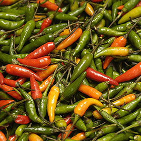 Capsicum frutescens 'Malagueta'