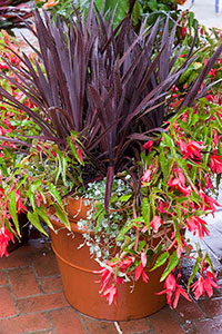 PHOTO: Cordyline, Begonia, and Dichondra.