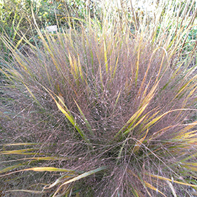 Eragrostis spectabilis