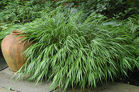 PHOTO: Hakonechloa macra.