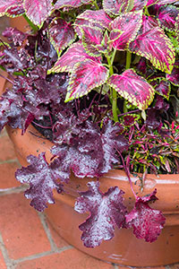 PHOTO: Heuchera, Coleus, and Alternanthera.