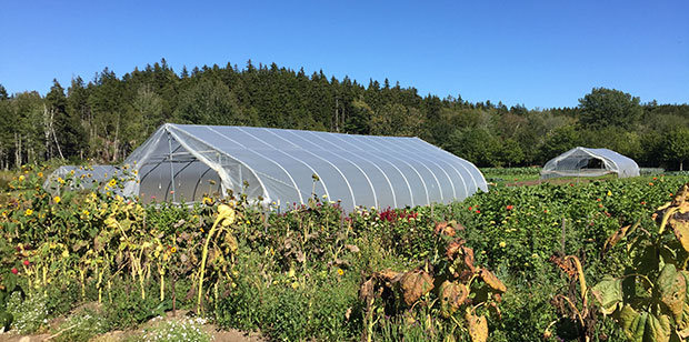 Hoophouses in the field.