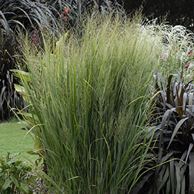 Panicum virgatum 'Northwind'