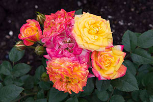 PHOTO: No room for a trio? Try a single plant with multiple bloom colors.