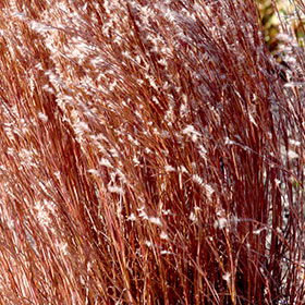 Schizachyrium scoparium 'Jazz'