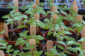 PHOTO: tomato seedlings.