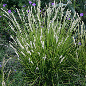 Sesleria autumnalis