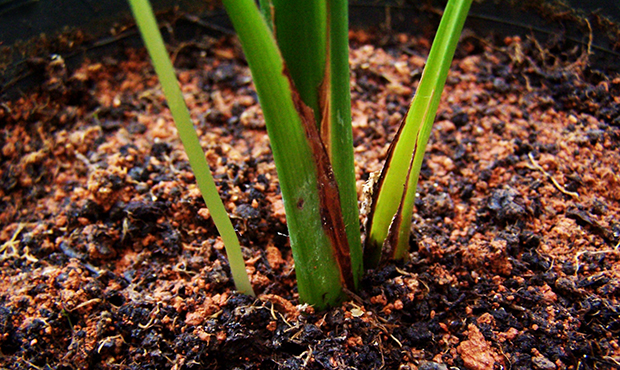 PHOTO: soil