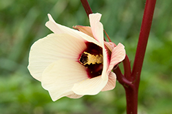 Abelmoschus-esculentus, Red-Velvet