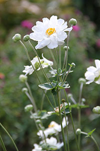 PHOTO: anemone