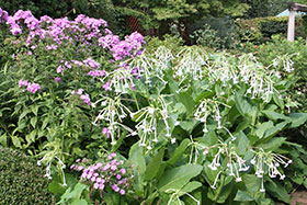 PHOTO: Fragrant nicotiana in the garden border.