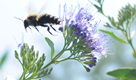 PHOTO: Bee on flowers.