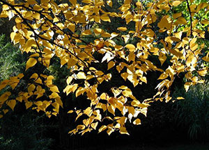 PHOTO: Birch in fall color.