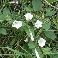 Bindweed (Convolvulus arvensis)