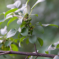 Buckthorn (Rhamnus cathartica)