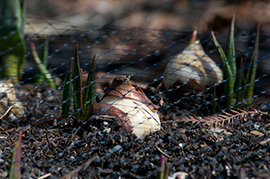 PHOTO: deer netting placed over sprouting bulbs