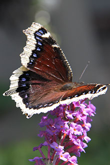Butterfly on Liatris bloom.