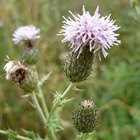 Canada thistle (Cirsium arvense)