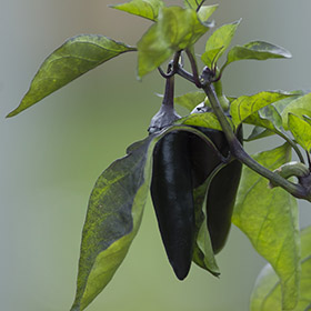 Capsicum baccatum 'Aji cristal'