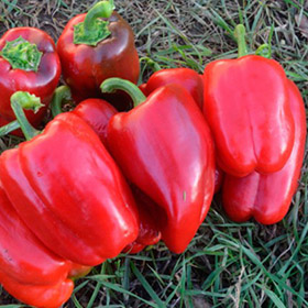 Capsicum annuum 'Buran'