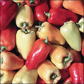 Capsicum annuum 'Garden Sunshine'