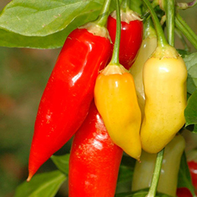 Capsicum baccatum 'Aji cristal'