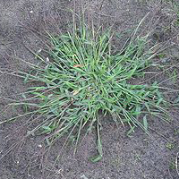 Crabgrass (Digitaria sanguinalis)