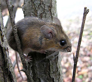 PHOTO: Deer mouse. Copyright 2006, Bev Wigney.
