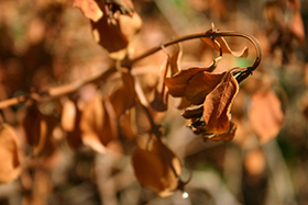 PHOTO: rye seeds.