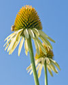 PHOTO: Echinacea purpurea 'Prairie Splendor'. 