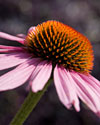 PHOTO: Echinacea purpurea 'Prairie Splendor'. 