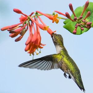 hummingbird eating