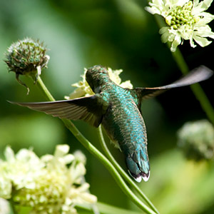 hummingbird eating