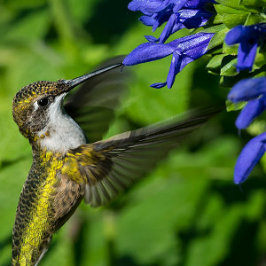 hummingbird eating ‘Indigo Spires’