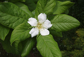 PHOTO: Medlar bloom