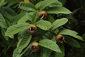 PHOTO: Medlar fruit