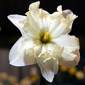PHOTO: Narcissus 'Antique Lace'