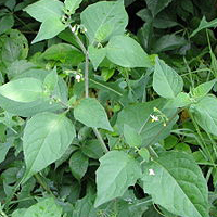 Nightshade (Solanum nigrum)