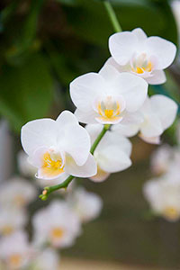 PHOTO: potted orchid.