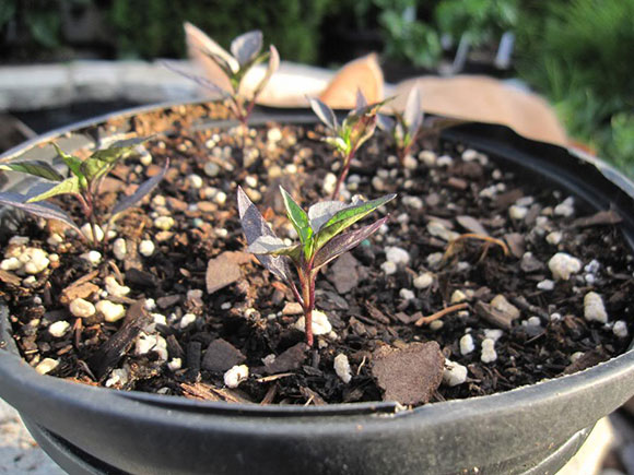 Newly potted seedlings outside