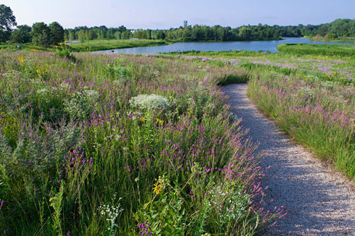 PHOTO: the Dixon Prairie in July. 